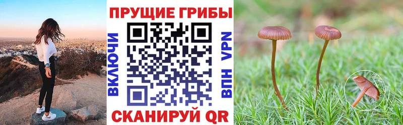 Купить где  Кудымкар  Галлюциногенные грибы Psilocybe 